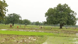 Traditional water harvesting structures for climate change adaptation.
(Bihar, Madhya Pradesh & Jharkhand). Welthungerhilfe, India